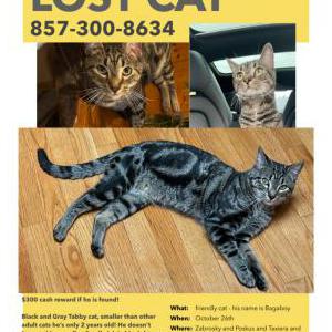 Lost Cat Bagaboy