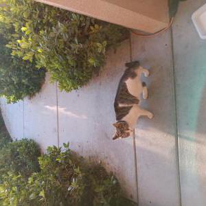 Lost Cat Yahtsi