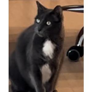 Image of Missy, Lost Cat