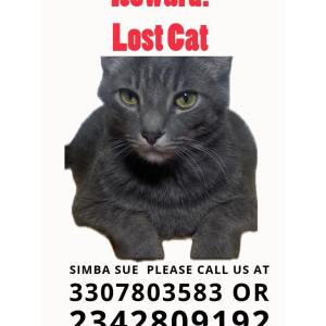 Lost Cat Simba