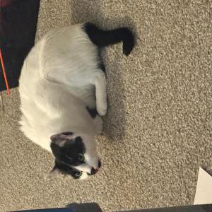 Lost Cat Hugo