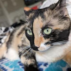 Lost Cat Johnie
