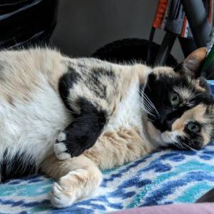 2nd Image of Johnie, Lost Cat