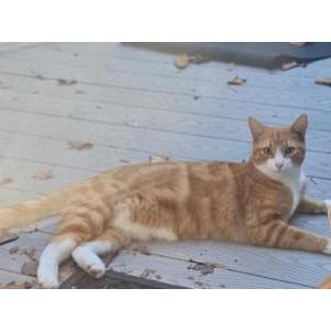 Lost Cat George