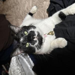 Lost Cat Oreo