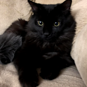 Lost Cat Mr. Coins