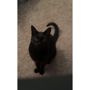 Lost Cat Wednesday