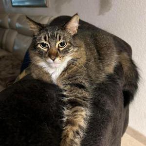 Lost Cat Mini