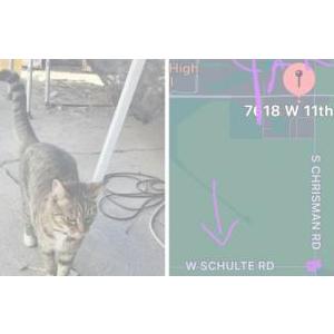 Lost Cat Poppy