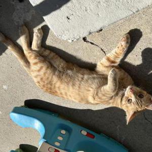 Lost Cat Bixsy