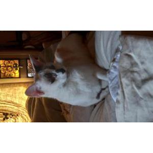 Image of Luna, Lost Cat