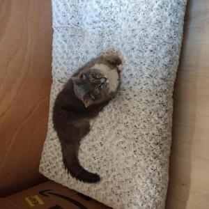 Lost Cat Sylvia