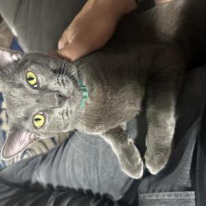 Lost Cat Atticus