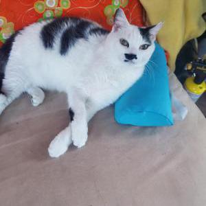 Lost Cat Ruby