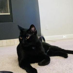 Lost Cat Dolce