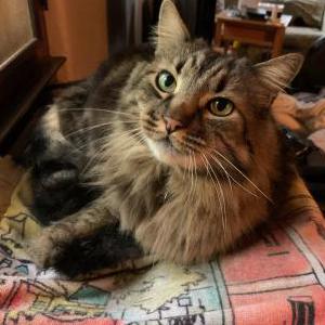 Lost Cat Momo