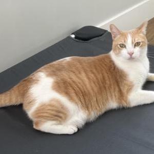 Lost Cat Camille
