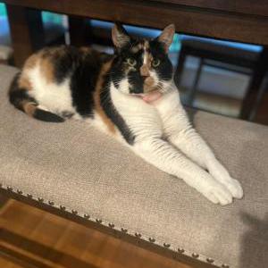 Lost Cat Penelope