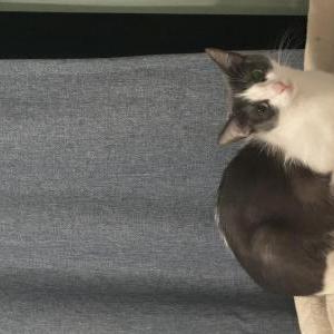 Lost Cat Mimi