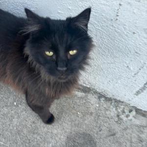 Lost Cat Luna