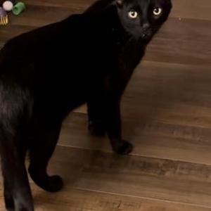 Lost Cat Scooter mouse