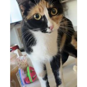 Lost Cat Reno