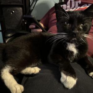 Found Cat Unknown