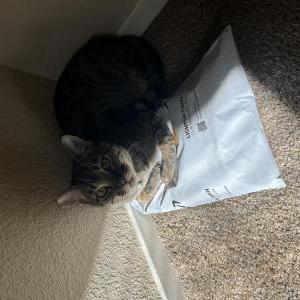 Lost Cat Bo