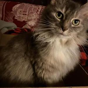 Lost Cat Twinkles