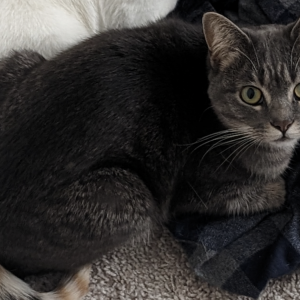 Lost Cat Blair