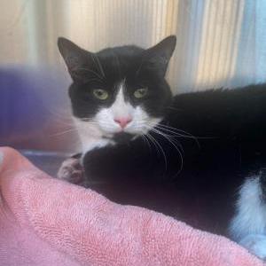 Found Cat Unknown