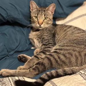 Lost Cat Bug