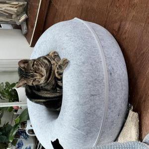 Lost Cat William