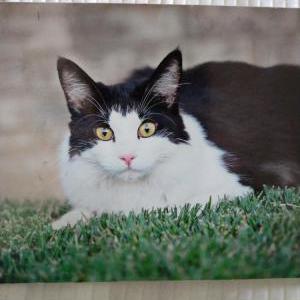 Lost Cat Jr