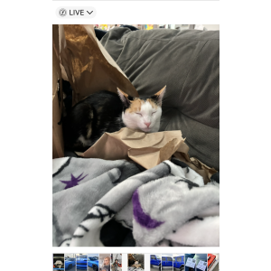 Lost Cat Buttercup