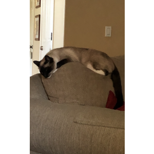 Lost Cat Moch