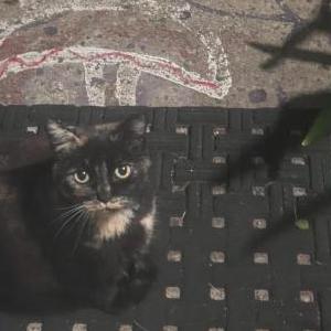 Lost Cat Lucifer