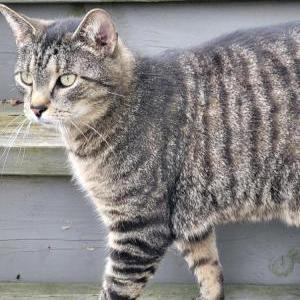 Lost Cat Sweetie