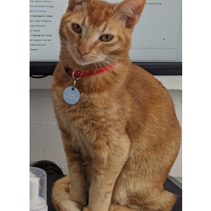 Lost Cat Toki