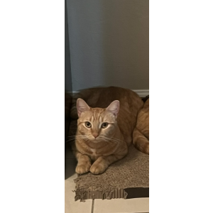 Lost Cat Mimi