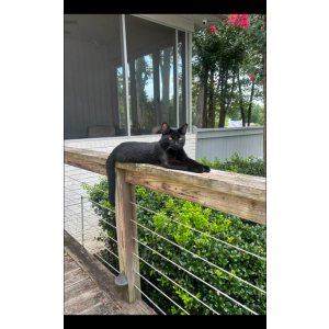 Image of Loki, Lost Cat