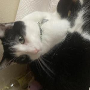 Lost Cat Chai