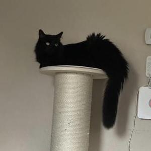 Lost Cat Penelope