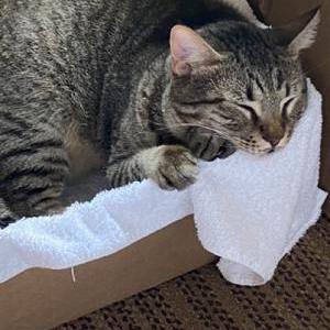Lost Cat Maxwell