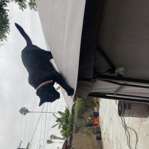 Lost Cat Whiskey