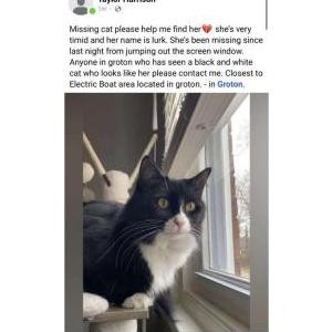 Lost Cat Lurk