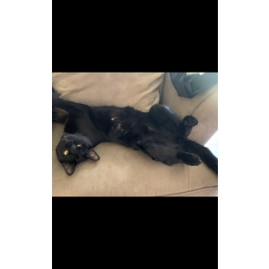 Lost Cat Eckhart