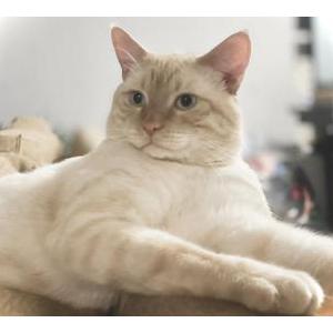 Lost Cat Gibby