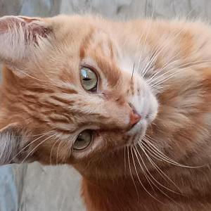Found Cat Unknown