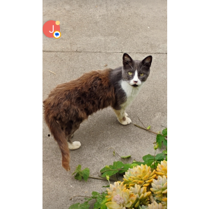 Lost Cat Sox